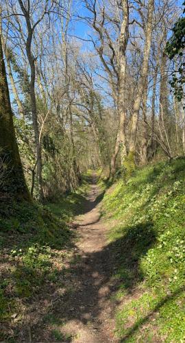 a dirt trail in a wooded area with trees at Les 3 rois by YY in Villers-Bocage