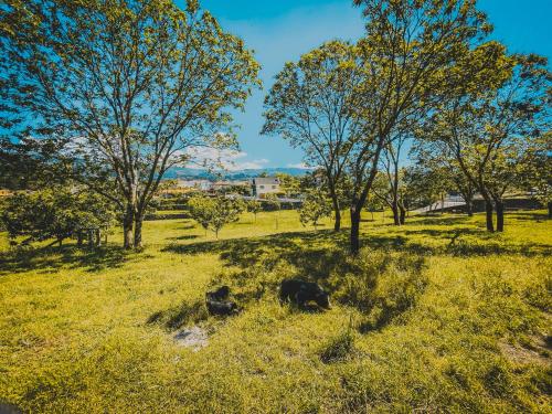 two cows laying in the grass in a field with trees at Casa da Tanquinha in Beiral do Lima