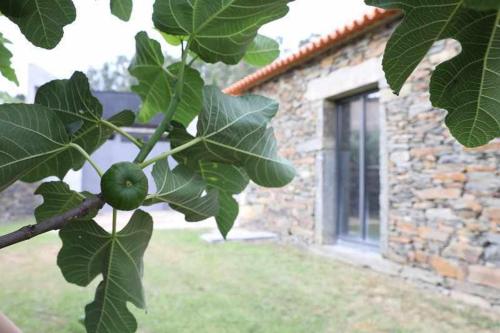 a green apple hanging from a tree in front of a building at Quinta dos Avidagos AgroTurismo Mirandela in Mirandela