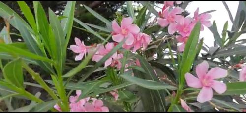 a group of pink flowers with green leaves at Comfy Living in Hyderabad