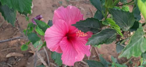 a pink flower on a plant with green leaves at Comfy Living in Hyderabad