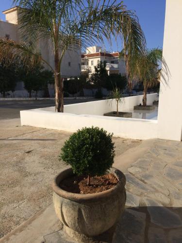 a plant in a stone planter in a courtyard at Aphentrika Apartments in Protaras