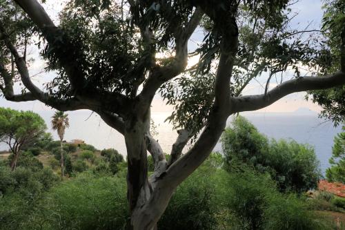 a tree with the ocean in the background at Case di Berto in Capo Vaticano