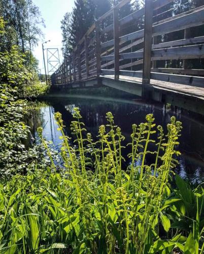 a bridge over a body of water with plants at Trevlig stuga nära Hovfjället in Torsby
