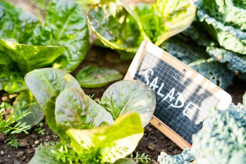 a sign in the ground next to some lettuces at Sud Hôtel Restaurant in Bastia