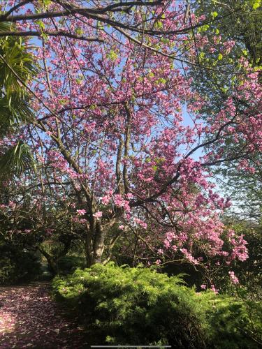 a flowering tree with pink flowers in a park at Il Pioppo Antico in Viggiù