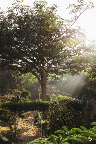 a tree in a garden with a dirt road at Dalat Terrasse Des Roses Villa in Da Lat