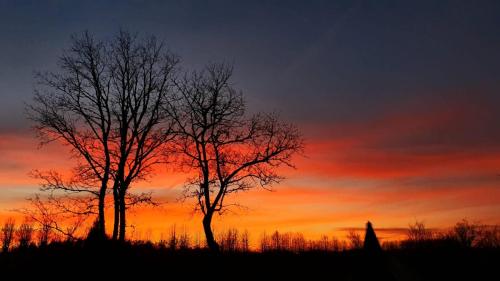 two trees in a field with a sunset in the background at Atpūtas komplekss "Ratnieki" in Ratnieki