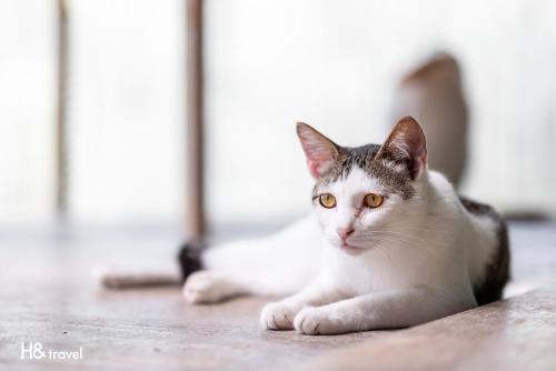 a gray and white cat laying on the floor at Alishan Sunrise B&B in Fanlu