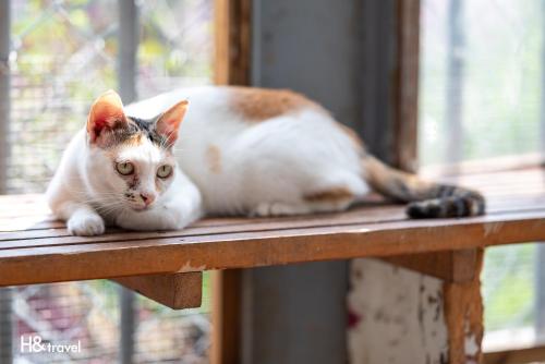 a cat laying on top of a wooden table at Alishan Sunrise B&B in Fanlu