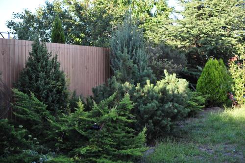 a group of christmas trees in front of a fence at Villa Costa in Sanzhiyka