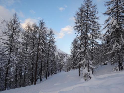 a snow covered forest of trees with snow covered branches at Hotel Das Lisann in Pfelders