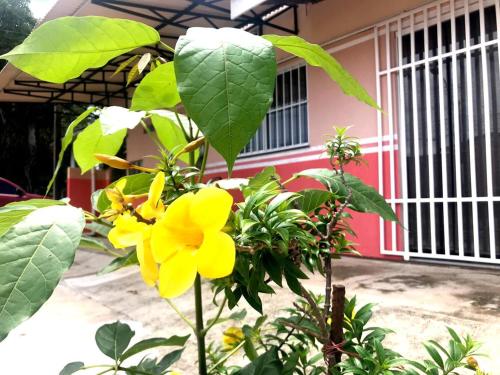 a yellow flower on a plant in front of a house at Aeroporto House 2 in Macapá