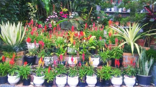 a display of potted plants in a store at The Four Seasons in Kalpetta