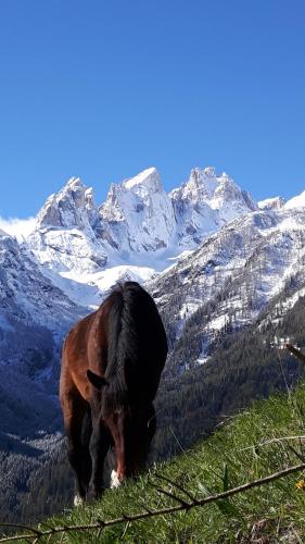 a cow grazing on a hill with mountains in the background at Casa Minela in Falcade