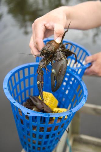 a person holding a lobster in a basket at Brovillan in Lekeryd