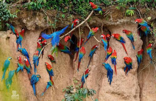 a group of colorful birds on a wall at Monte Amazonico Lodge in Tambopata