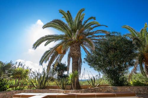 a palm tree in a garden with a blue sky at Sol y Mar in Playa Migjorn