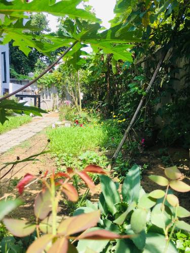 a garden with lots of plants and a pathway at Hoi An Village Villa in Hoi An