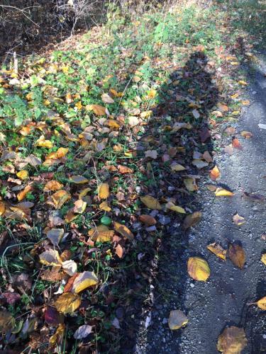 a shadow of a person walking down a road with leaves at Linda in Goslar