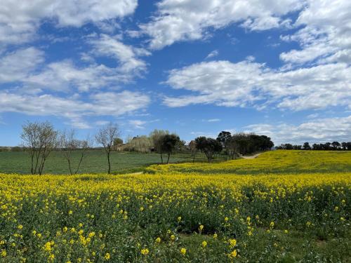 a field of yellow flowers and a blue sky with clouds at Más Figueres in Caldes de Malavella