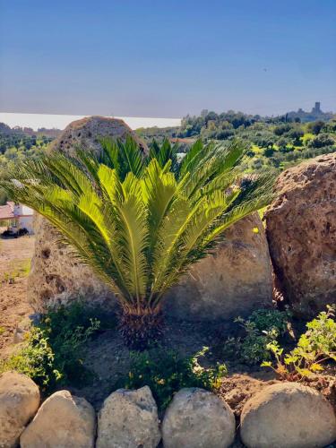 a palm tree in front of some rocks at L'incanto di Nausicaa in Ascea