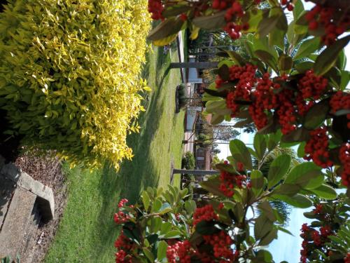 a row of flowers and trees on a wall at Hotel La Posta del Dayman in Termas del Daymán