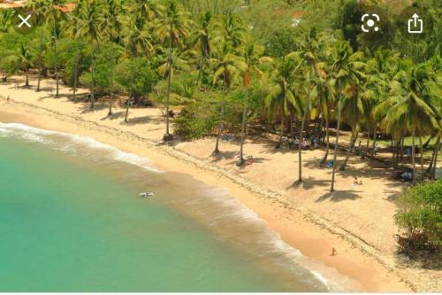 eine Luftblick auf einen Strand mit Palmen in der Unterkunft RÉSIDENCE DE LA BAIE Sunshine TARTANE in La Trinité