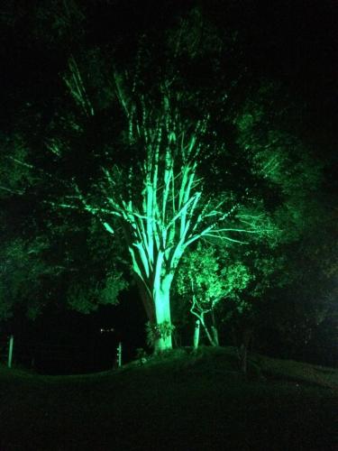 a tree with green lights on it at night at La Hacienda in San Gil