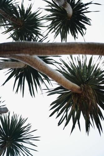 a close up of the trunk of a palm tree at Palm Crescent Hua Hin in Cha Am