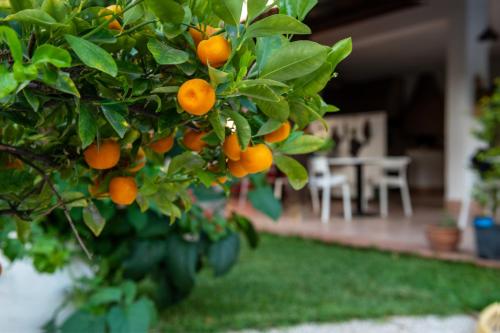 Κήπος έξω από το Villa Megna - Green Paradise B&B