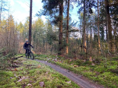 a man riding a bike on a trail in the woods at Natuurhuisje Pine & Oak 6 persoons in Hardenberg