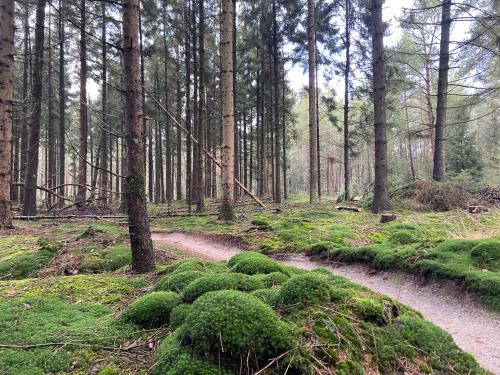 a dirt road in a forest with green plants at Natuurhuisje Pine & Oak 6 persoons in Hardenberg