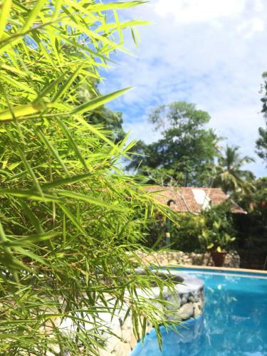 a view of a pool from behind some plants at Whispering House in Tangalle