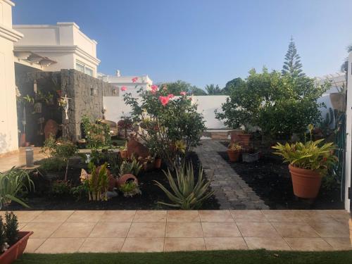 einen Garten mit Topfpflanzen in einem Haus in der Unterkunft Rosales in Playa Blanca