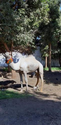 a statue of a white horse standing in a field at Habibi Nubian Guest House-Nubian Hospitality in Aswan