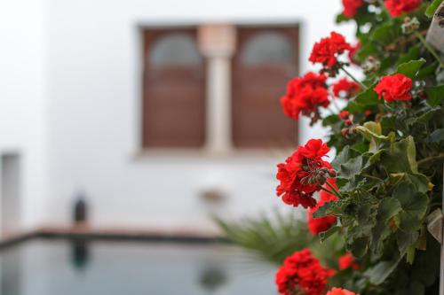 a bunch of red flowers in front of a building at ApartaSuites Alberca Deluxe in Córdoba