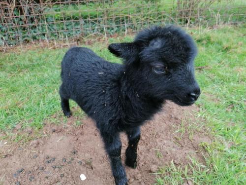 a small black lamb standing in the grass at Maison MooMoons in Vaubadon