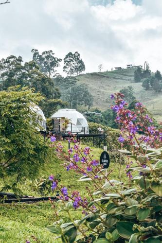 a white tent in a field with purple flowers at Ecohotel Monte Tierra Habitaciones y Glamping in Filandia