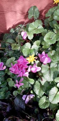 a group of purple and yellow flowers next to a wall at Gli Ulivi Bed & breakfast in Fosdinovo
