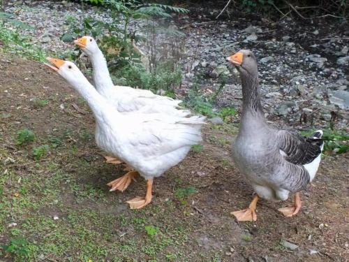 three ducks standing on the grass in a field at Gli Ulivi Bed & breakfast in Fosdinovo