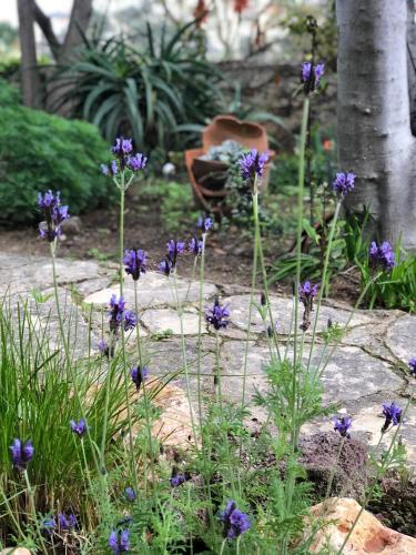 a bunch of purple flowers in a garden at Casa felix in Loulé