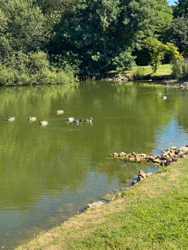 a group of ducks swimming in a pond at La Fermette Aux Canards in Savigny-Lévescault