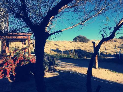 un árbol en medio de un campo de tierra en El Canto de la Ballena Loft en Puerto Pirámides