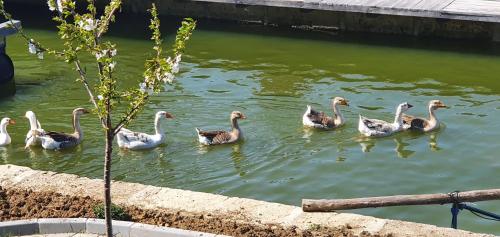 un grupo de patos nadando en el agua en Apartmani Bojeresku Negotin en Negotin