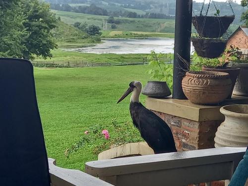 a bird sitting on the ledge of a window at Old Balgowan Farm Cottage in Balgowan