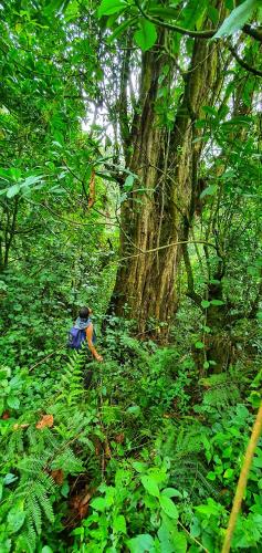 a person walking through a forest with a tree at Mazzola Safari House & Backpacking in Arusha