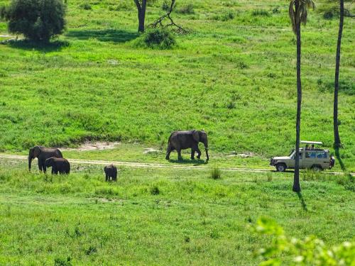 
a herd of elephants walking across a lush green field at Mazzola Safari House & Backpacking in Arusha
