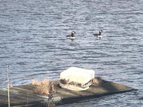 two ducks swimming in a body of water at Paradiset stugan i fin skogen in Hällefors