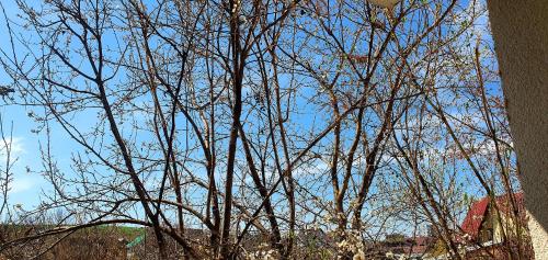 a tree with no leaves in front of a blue sky at Nordapartament in Suceava
